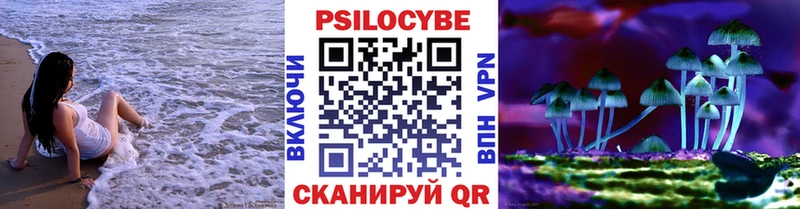 Псилоцибиновые грибы Psilocybe  где можно купить наркотик  дарк нет формула  Новозыбков 
